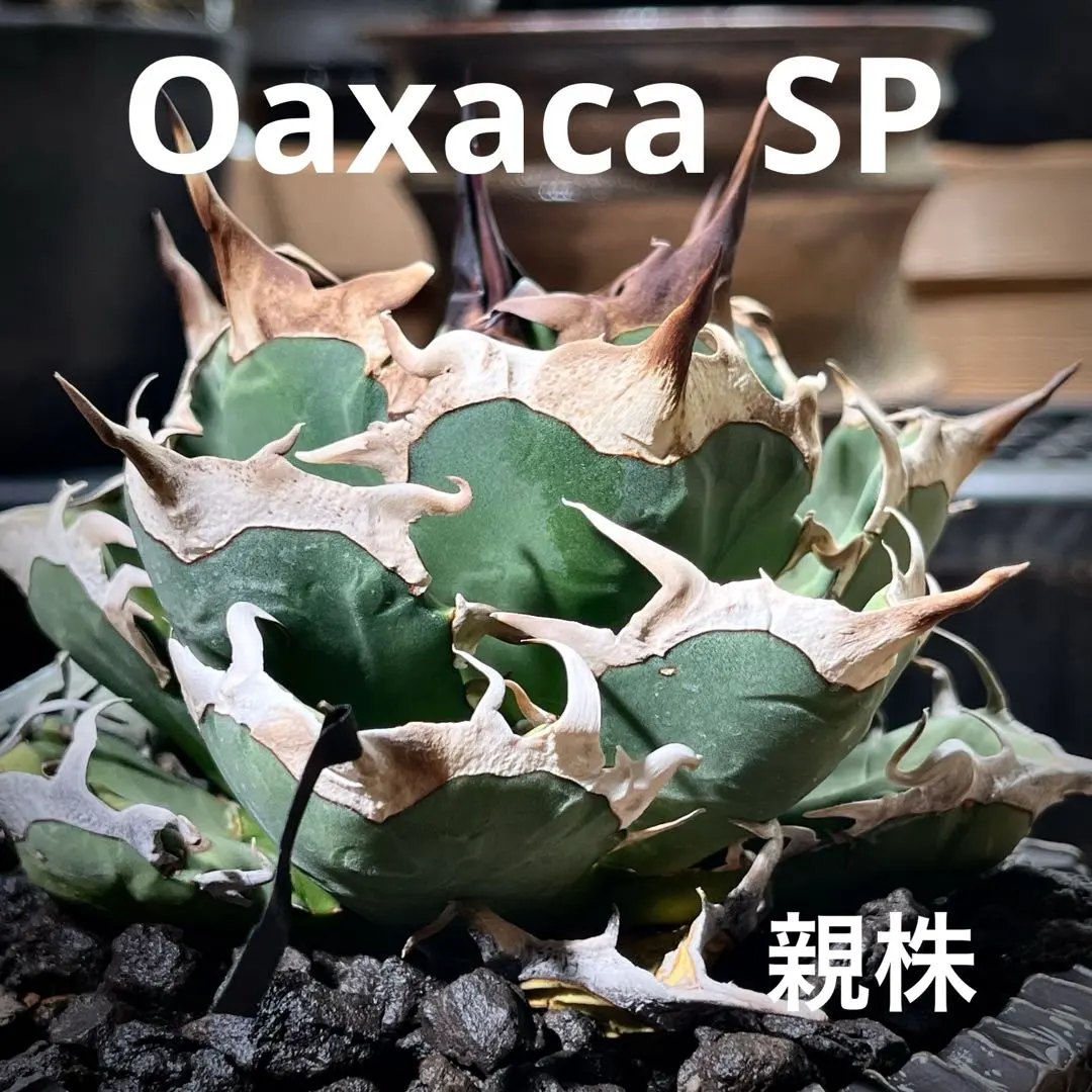 2026年最新】オアハカ オテロイ 現地球の人気アイテム - メルカリ