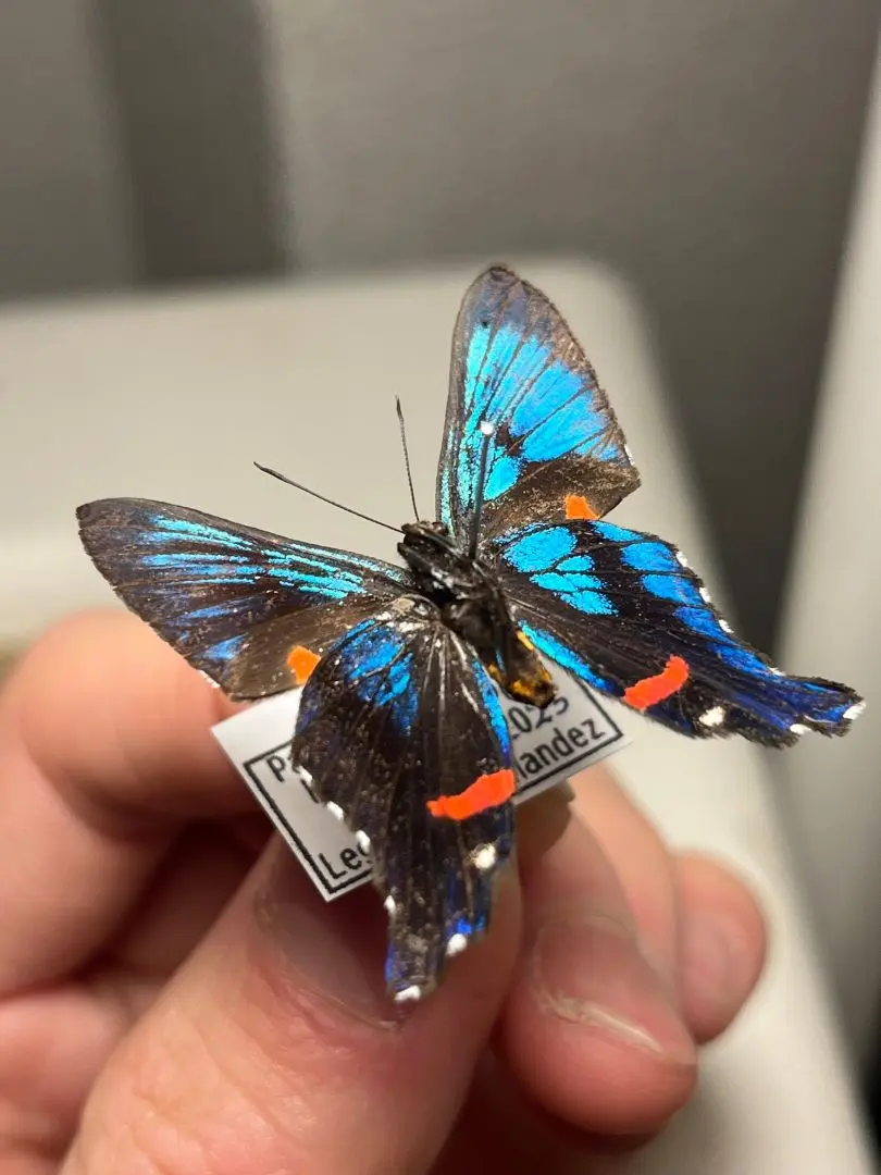 2026年最新】アグリアス 蝶 の人気アイテム - メルカリ