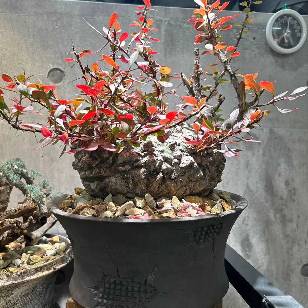 2026年最新】フォークイエリア ファシクラータ 実生の人気アイテム