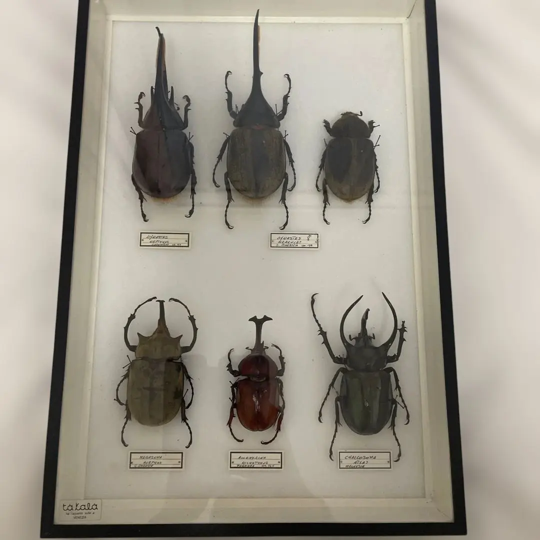 2026年最新】エレファスゾウカブト 標本の人気アイテム - メルカリ