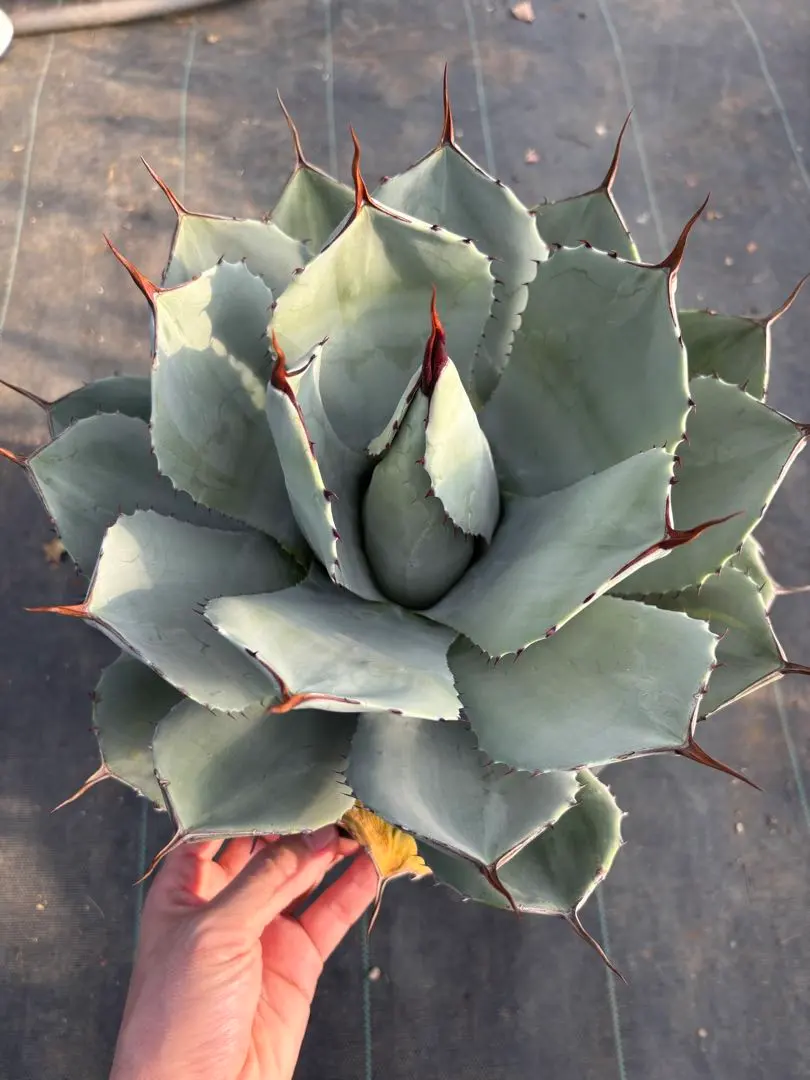 2026年最新】トランカータ 斑入りの人気アイテム - メルカリ