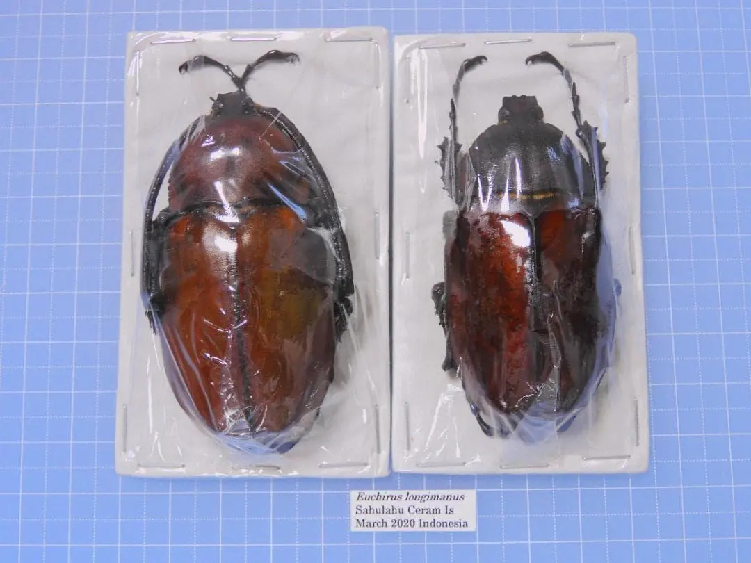 2026年最新】テナガコガネの人気アイテム - メルカリ