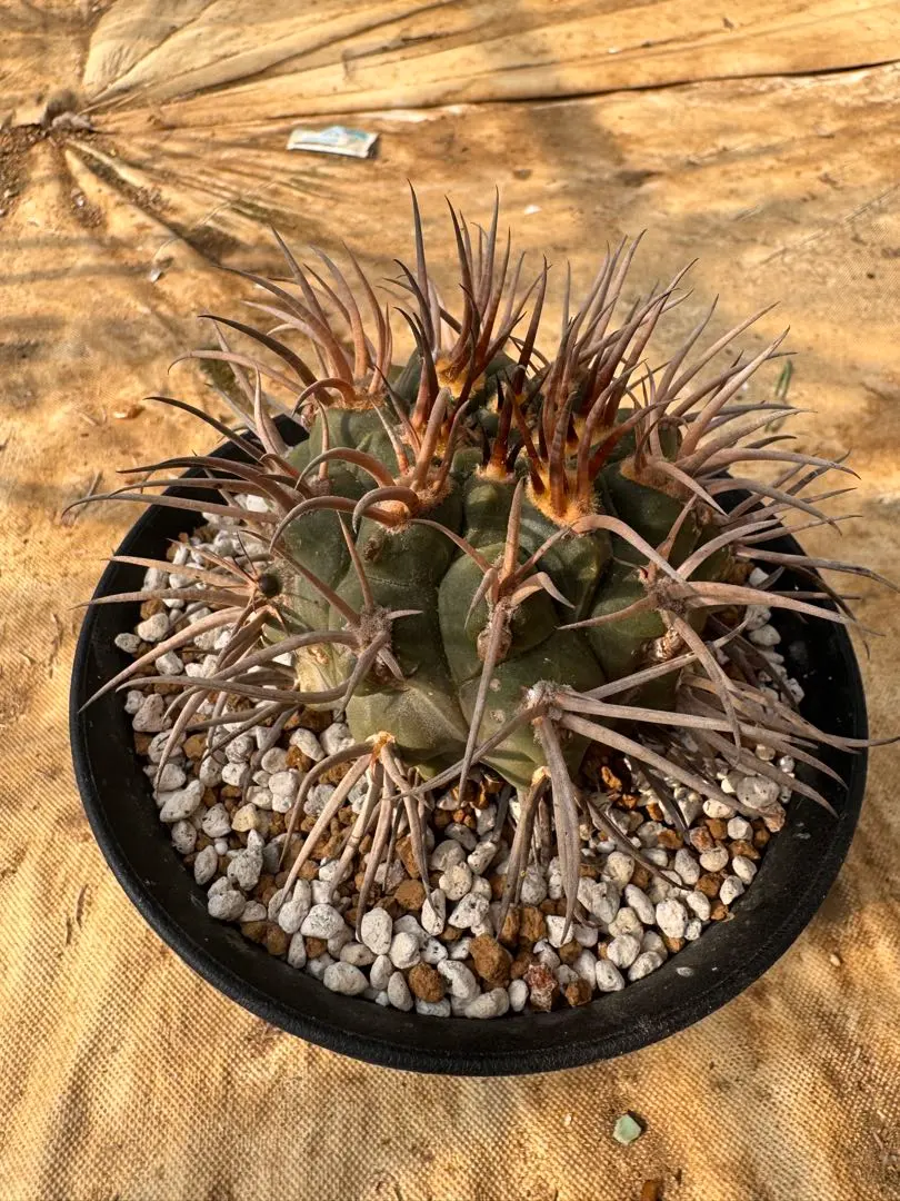 2026年最新】守金魔天竜の人気アイテム - メルカリ