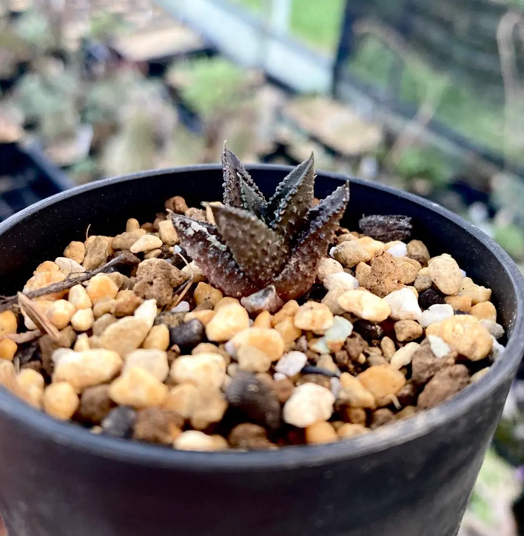 2026年最新】モンスターアガベの人気アイテム - メルカリ