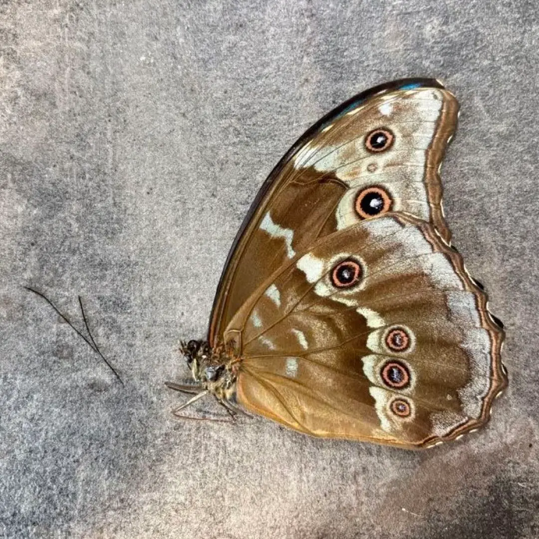 2026年最新】ディディウスモルフォの人気アイテム - メルカリ