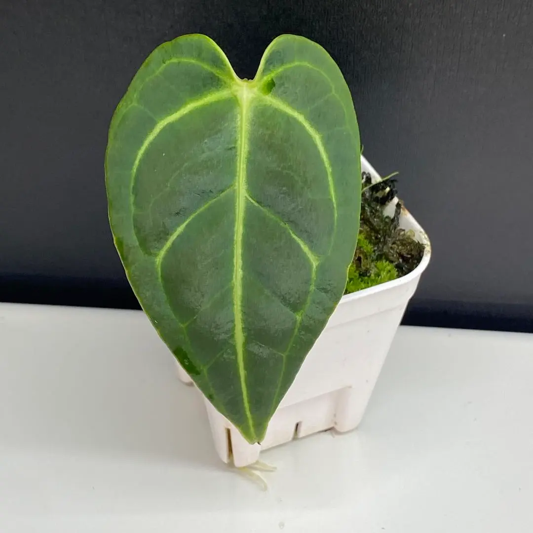 2026年最新】アンスリウム レガレの人気アイテム - メルカリ