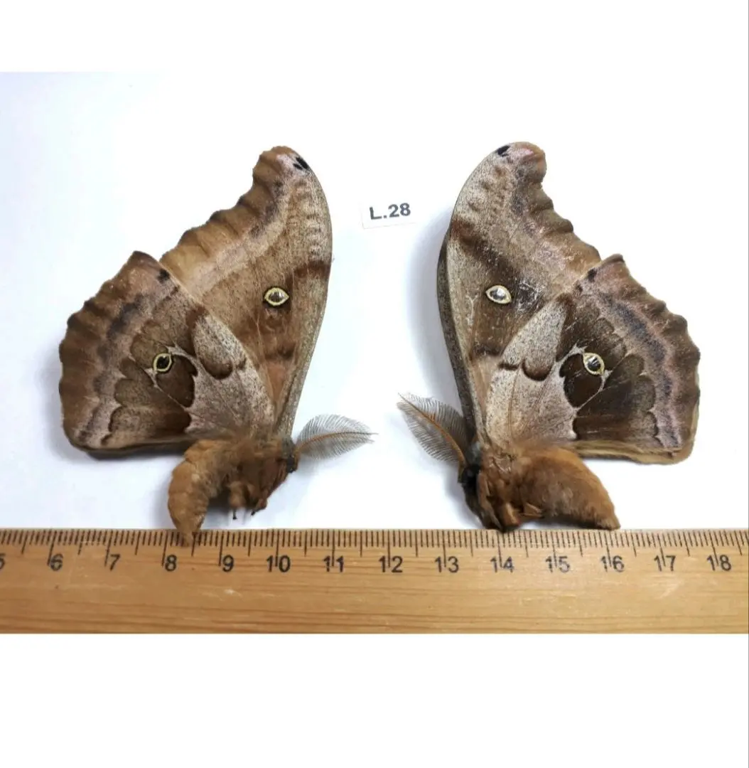 2026年最新】ヤママユ 昆虫標本の人気アイテム - メルカリ