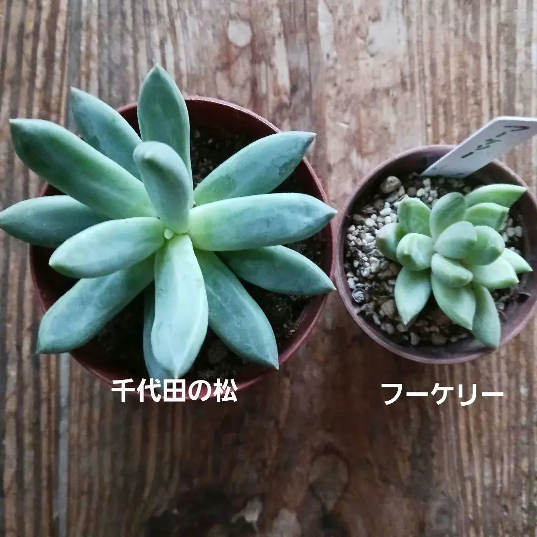 2026年最新】千代田の松の人気アイテム - メルカリ