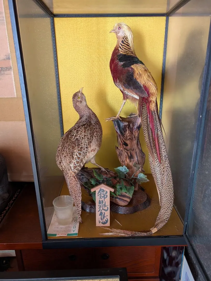 2026年最新】錦鶏鳥剥製の人気アイテム - メルカリ