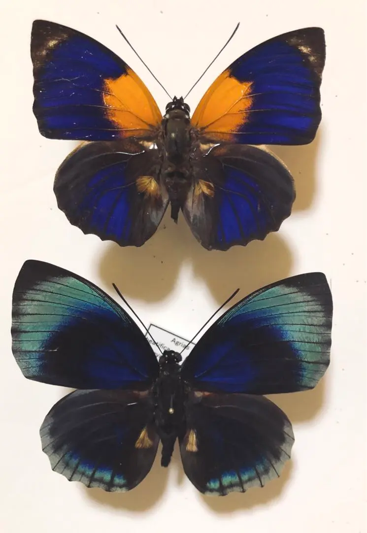 2026年最新】アグリアス 蝶 の人気アイテム - メルカリ