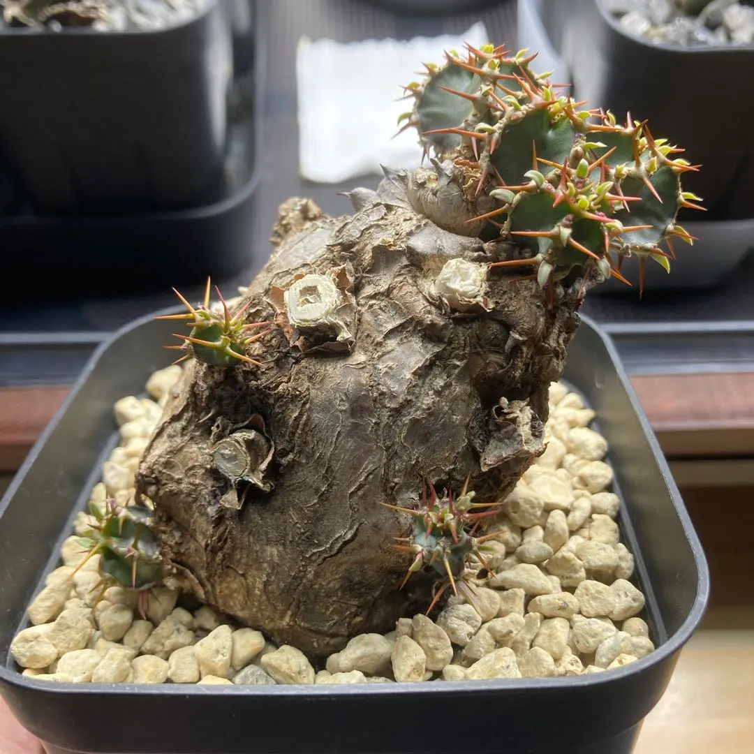 2026年最新】ユーフォルビアムランジーナの人気アイテム - メルカリ