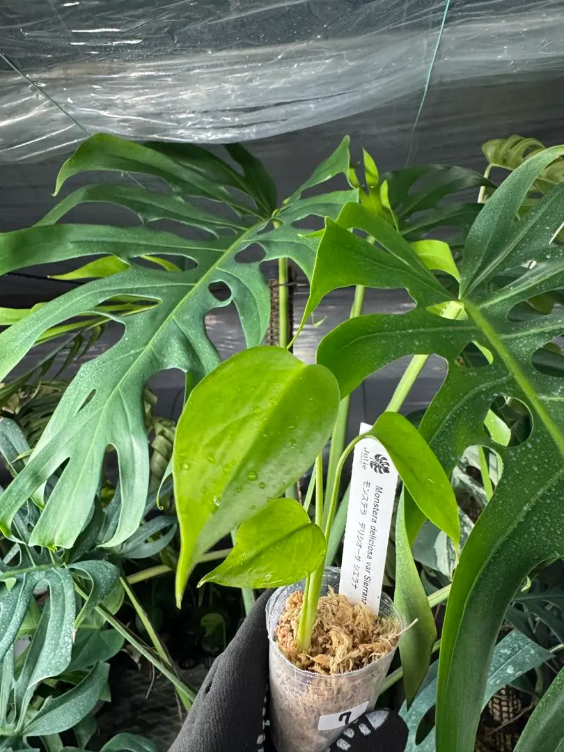 2026年最新】モンステラシエラナの人気アイテム - メルカリ