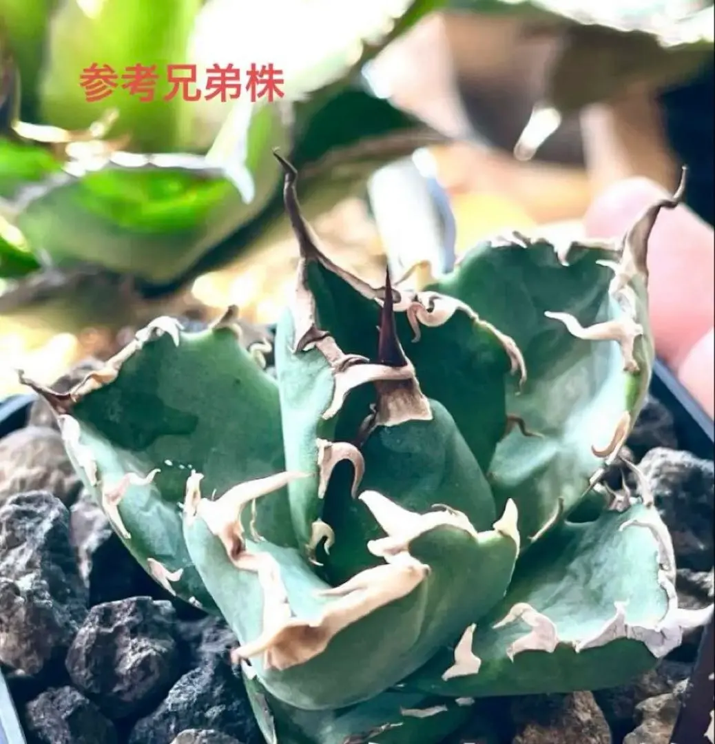 2026年最新】チタノタ白幽霊の人気アイテム - メルカリ