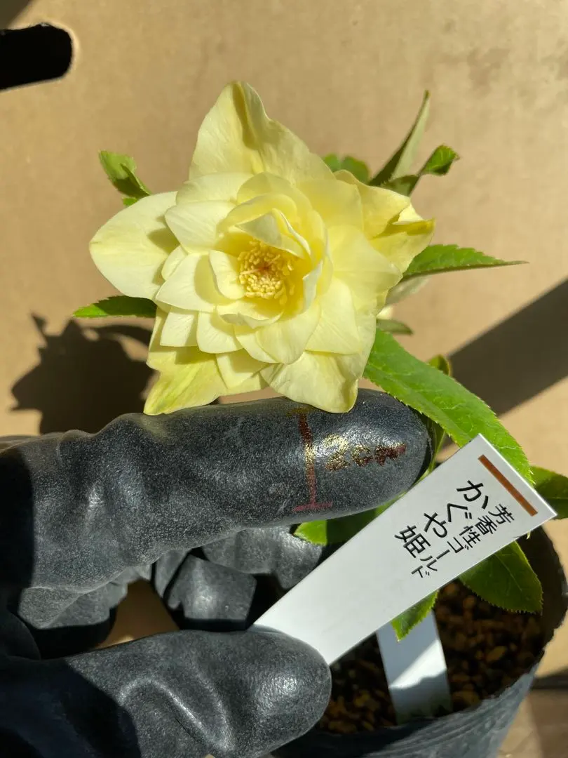 2026年最新】かぐや姫 クリスマスローズの人気アイテム - メルカリ