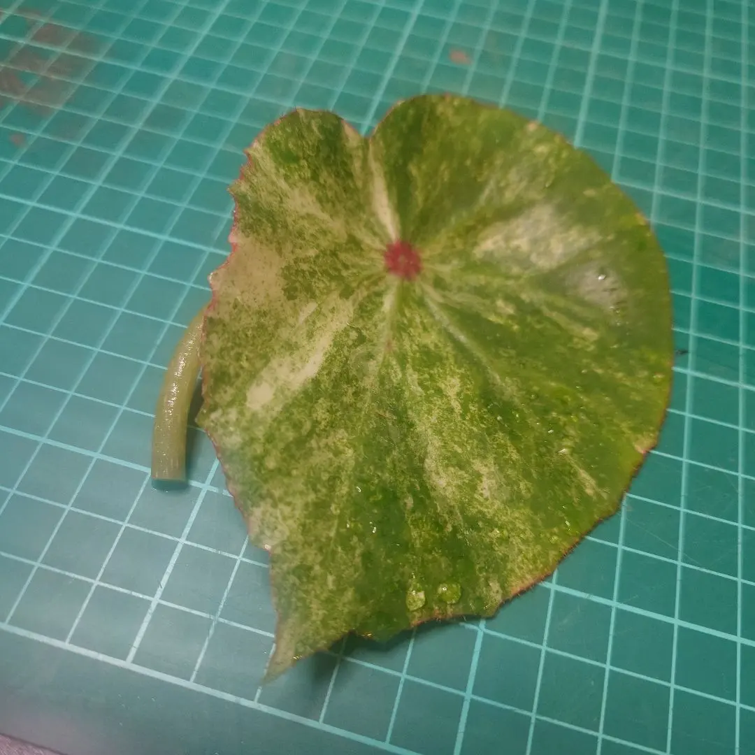 2026年最新】ベゴニア ルージュの人気アイテム - メルカリ