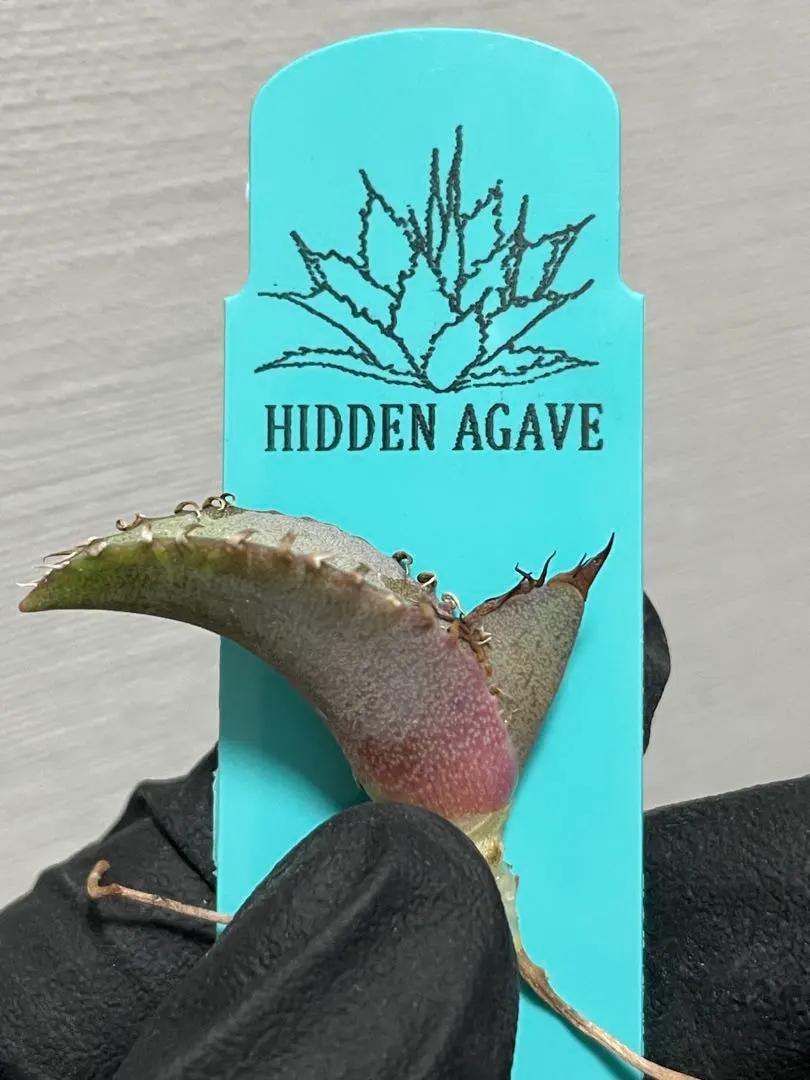 2026年最新】チタノタ ビーストの人気アイテム - メルカリ