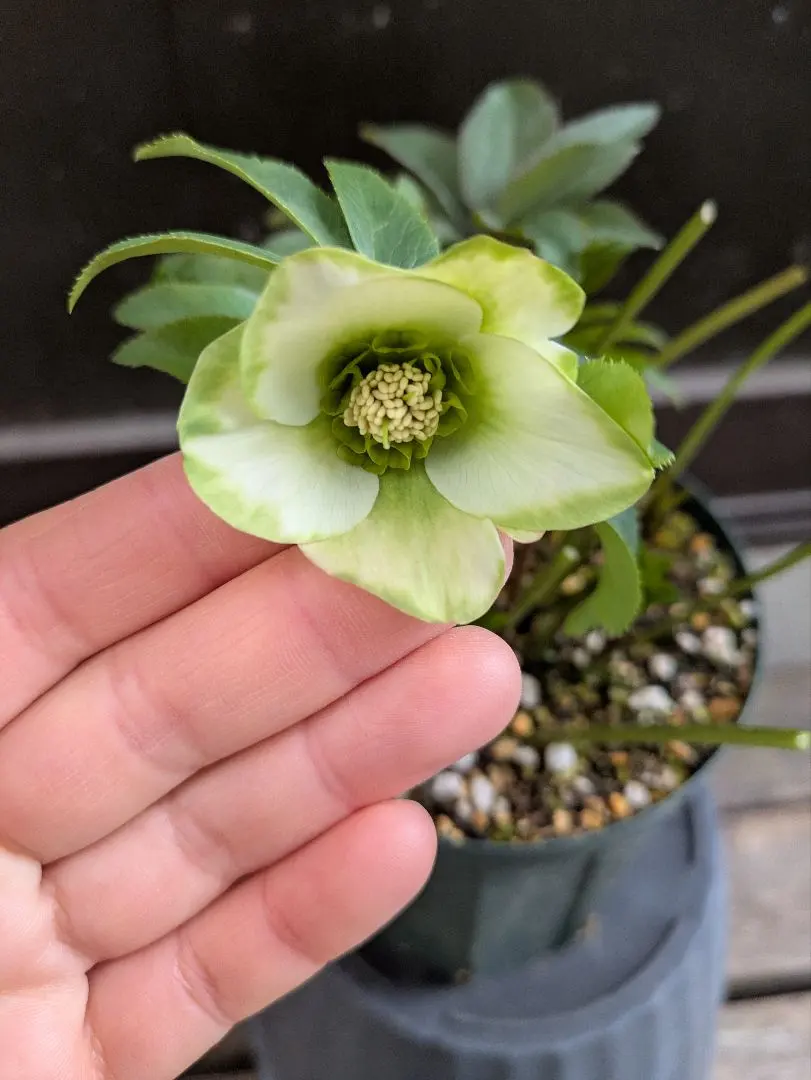 2026年最新】クリスマスローズ 利休の人気アイテム - メルカリ