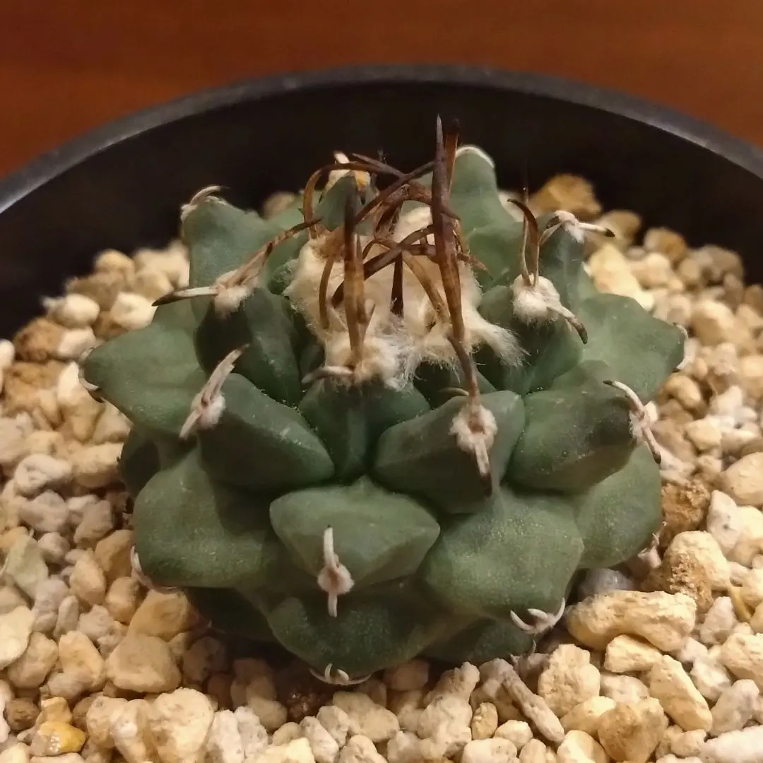 2026年最新】アロンソイの人気アイテム - メルカリ