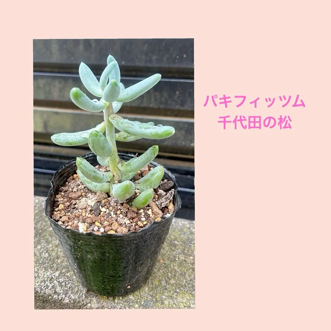2026年最新】千代田の松の人気アイテム - メルカリ