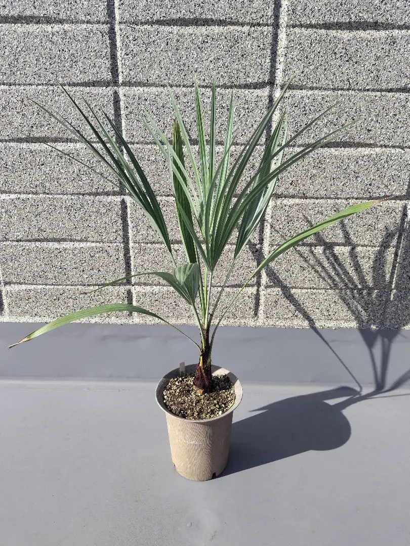 2026年最新】ブラヘア アルマータの人気アイテム - メルカリ