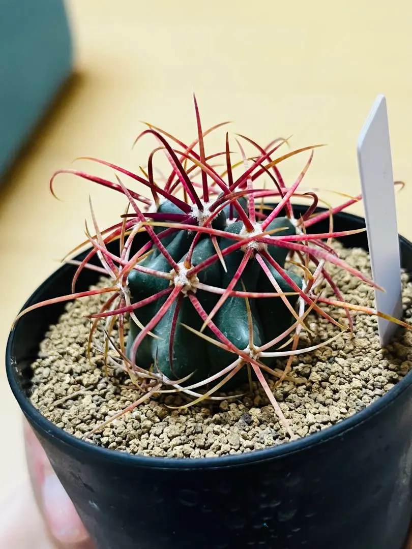 2026年最新】刈穂玉の人気アイテム - メルカリ