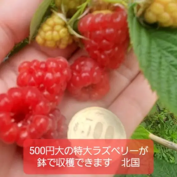 2026年最新】ラズベリー 苗 トゥラミーンの人気アイテム - メルカリ
