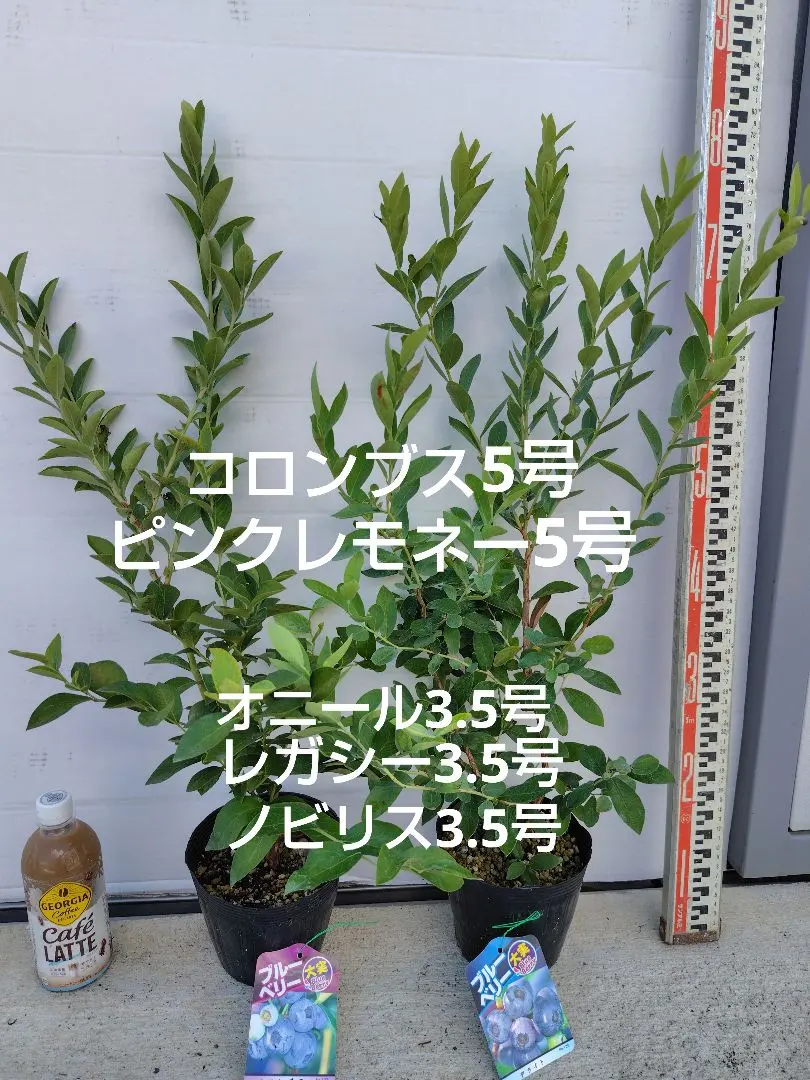 2026年最新】コロンブス ブルーベリーの人気アイテム - メルカリ