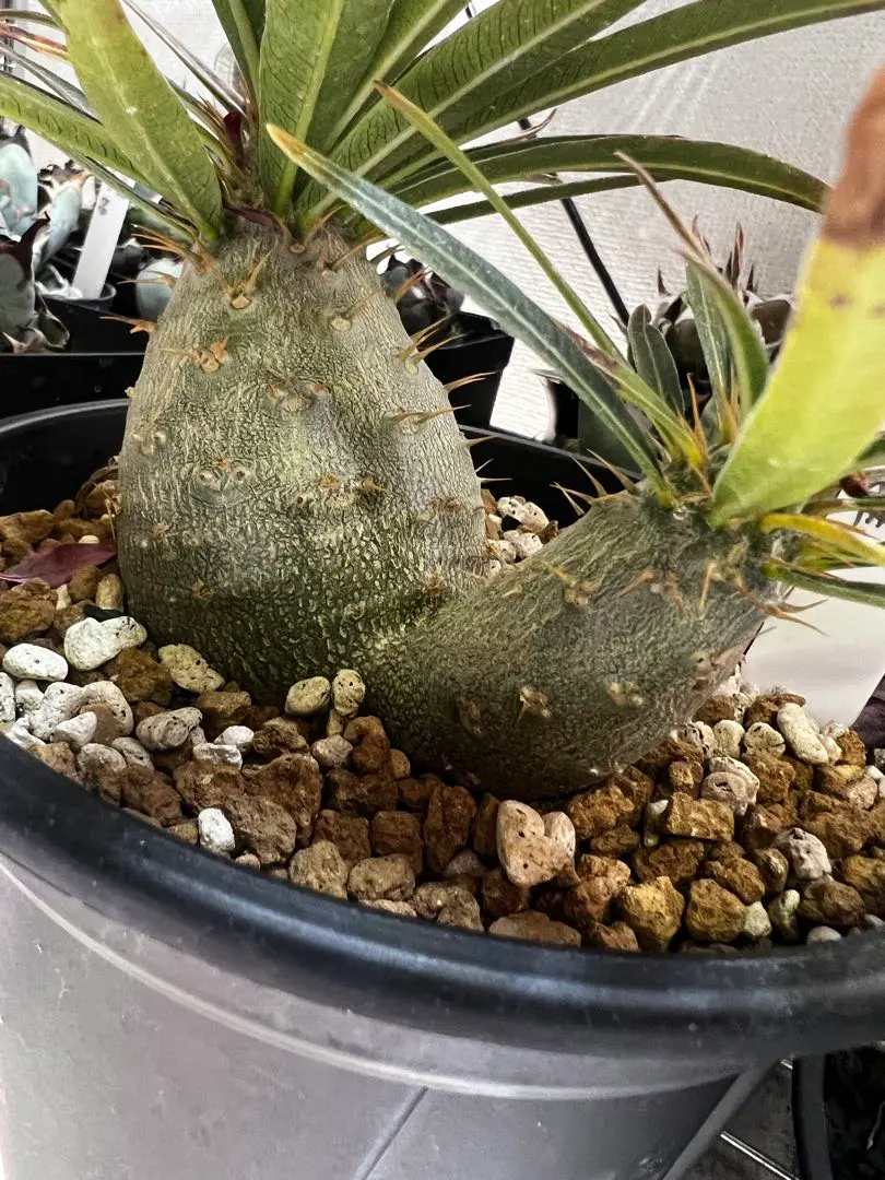 2026年最新】グラキリス 2頭 実生の人気アイテム - メルカリ