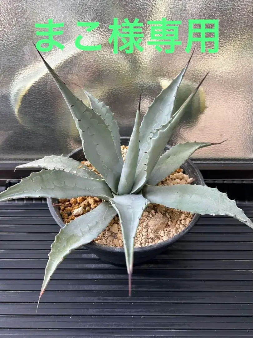 2026年最新】アガベ パリー ネオメキシカーナの人気アイテム - メルカリ