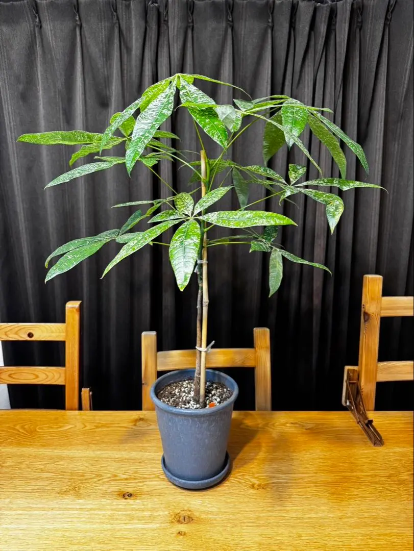 2026年最新】パキラミルキーウェイ実生の人気アイテム - メルカリ