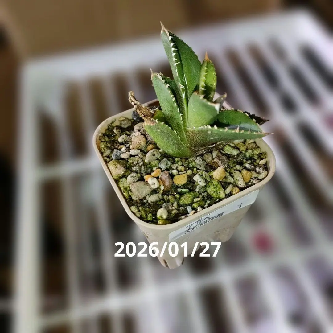 2026年最新】アガベ豆豆龍の人気アイテム - メルカリ