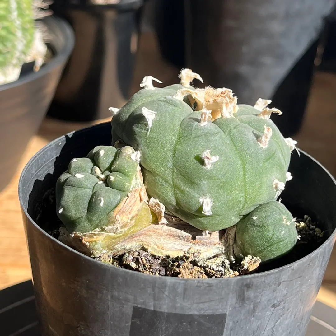 2026年最新】烏羽玉の人気アイテム - メルカリ