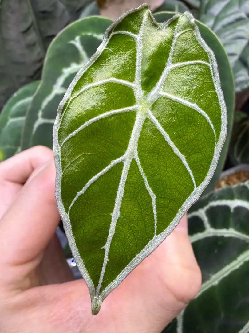 2026年最新】ワトソニア アロカシアの人気アイテム - メルカリ