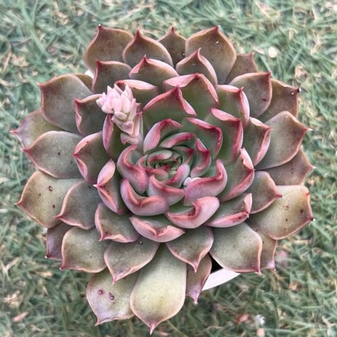 2026年最新】ヒアリナサントドミンゴの人気アイテム - メルカリ