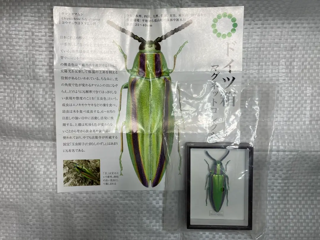 2026年最新】ヤマトタマムシの人気アイテム - メルカリ