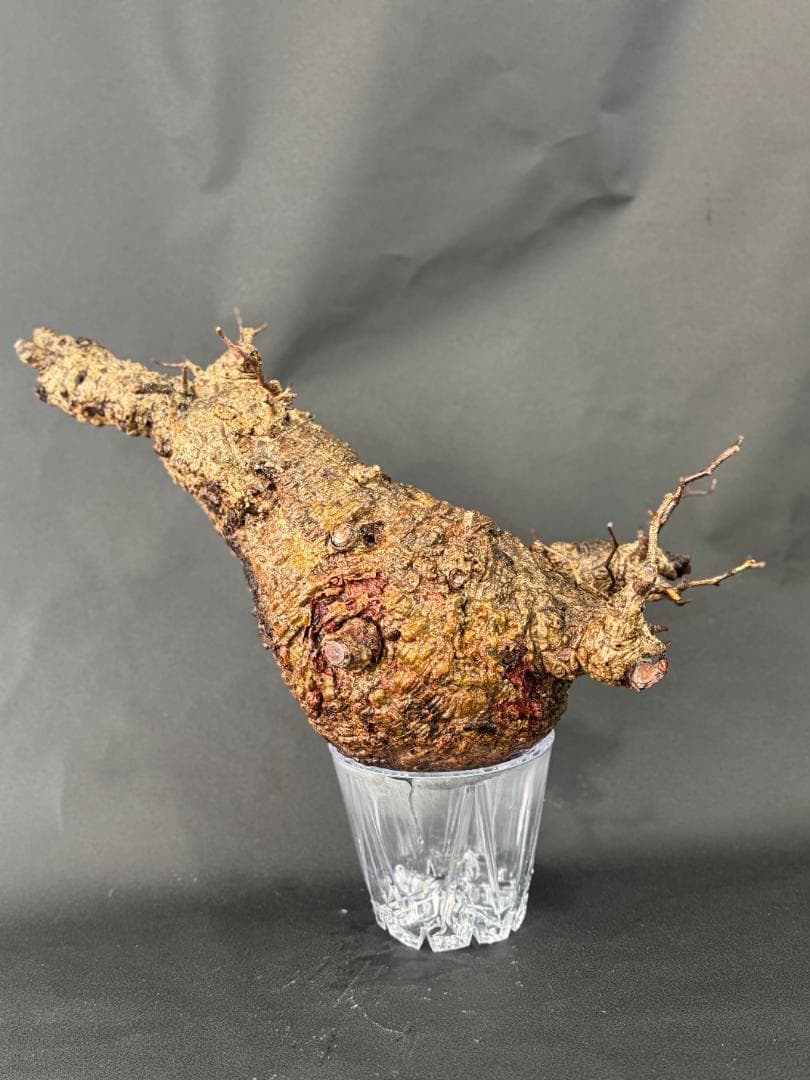 オペルクリカリアパキプス ベアルート 扁平株の通販はau PAY