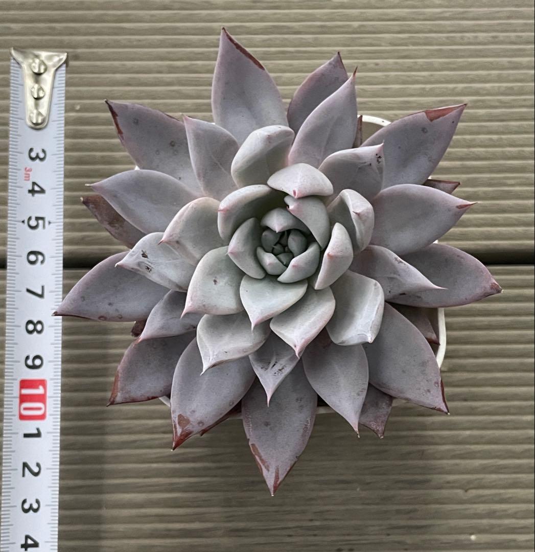 ブルーバニラ 札付き ミックスベリア 大きめ株 多肉植物 - メルカリ