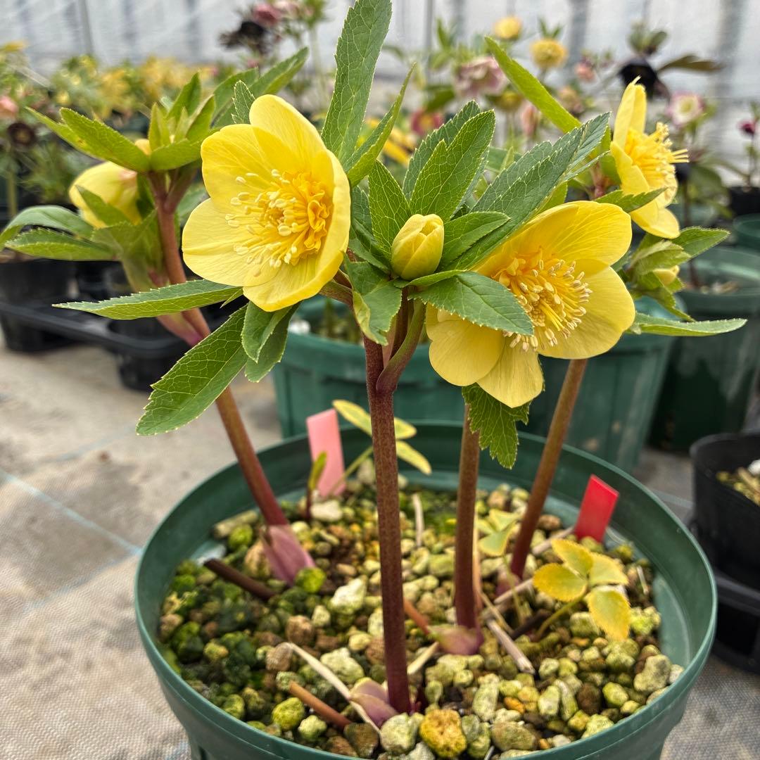 クリスマスローズ アシュード 濃黄色セミダブル イエロー 7寸 - メルカリ