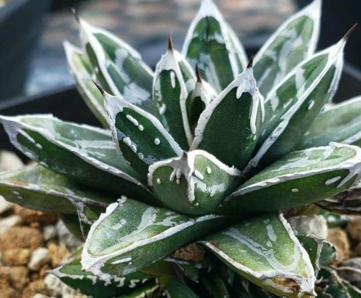 アガベ 名峰富士 仔株【希少 選抜】検索 ロウルサンコ 姫笹の雪 極姫