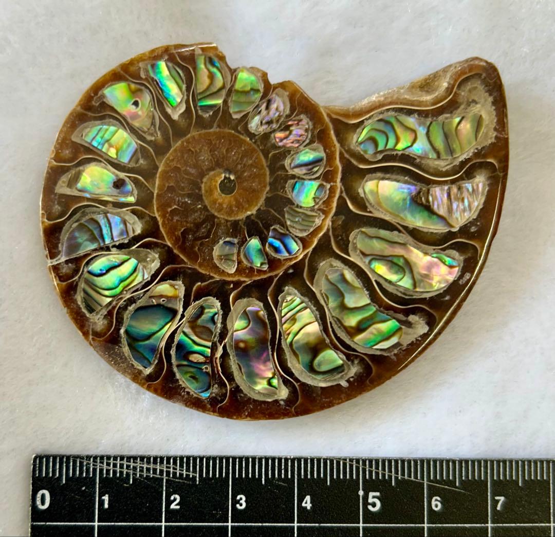 値下げしました。アンモナイトの化石 約15cm 虹色 - メルカリ