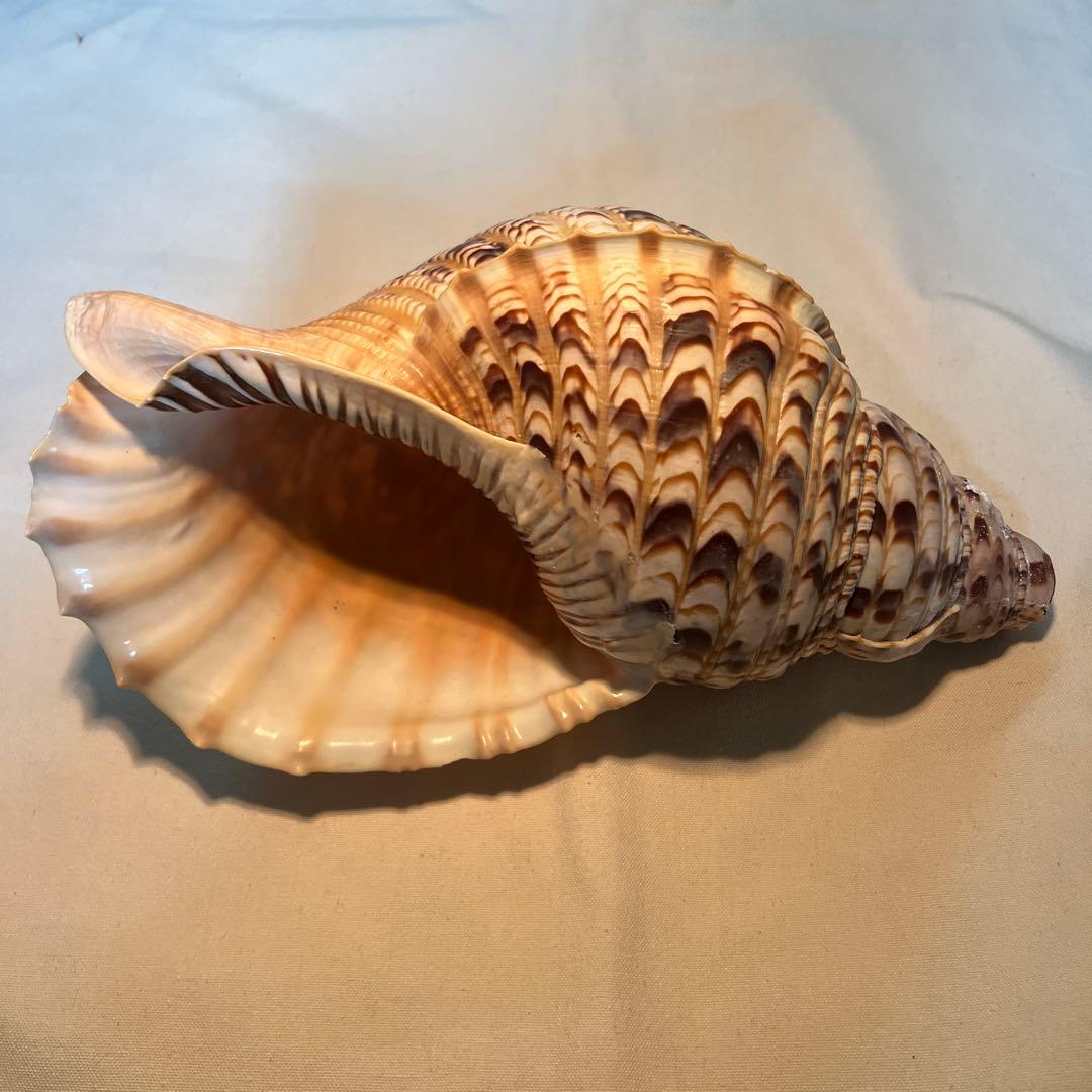 法螺貝　大きな巻貝 茶色とクリーム色のストライプ 巻貝/ソフト型大の貝/詳細ページ