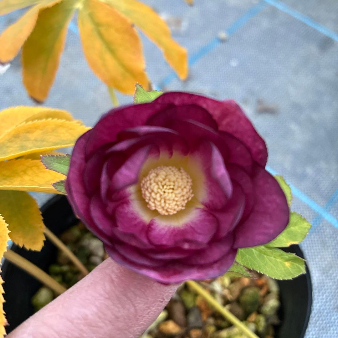 クリスマスローズ レッドオーレア 開花途中 4.5寸 中は満月みたいです