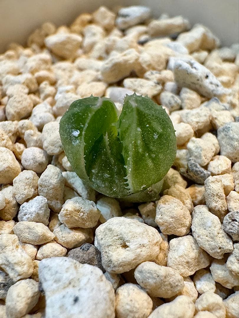 ハオルチア　ナイルの一滴　カキ仔　未発根②＆①＆白蛇伝葉挿し苗セット　メルカリ便 2026年最新】ハオルチア ナイルの一滴の人気アイテム - メルカリ