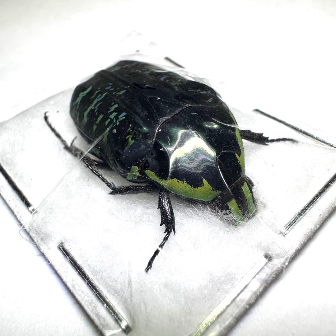 標本】サザナミマラガシーハナムグリ - メルカリ