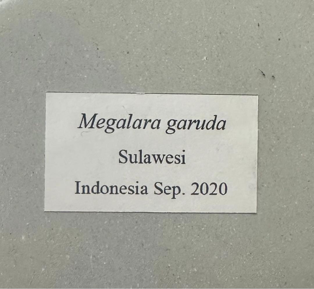メガララガルーダ 標本 - メルカリ