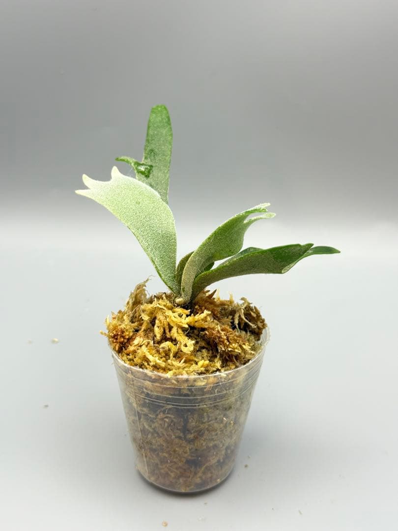 omoro様専用 ビカクシダP.Antler Crown spore (YMDS - メルカリ