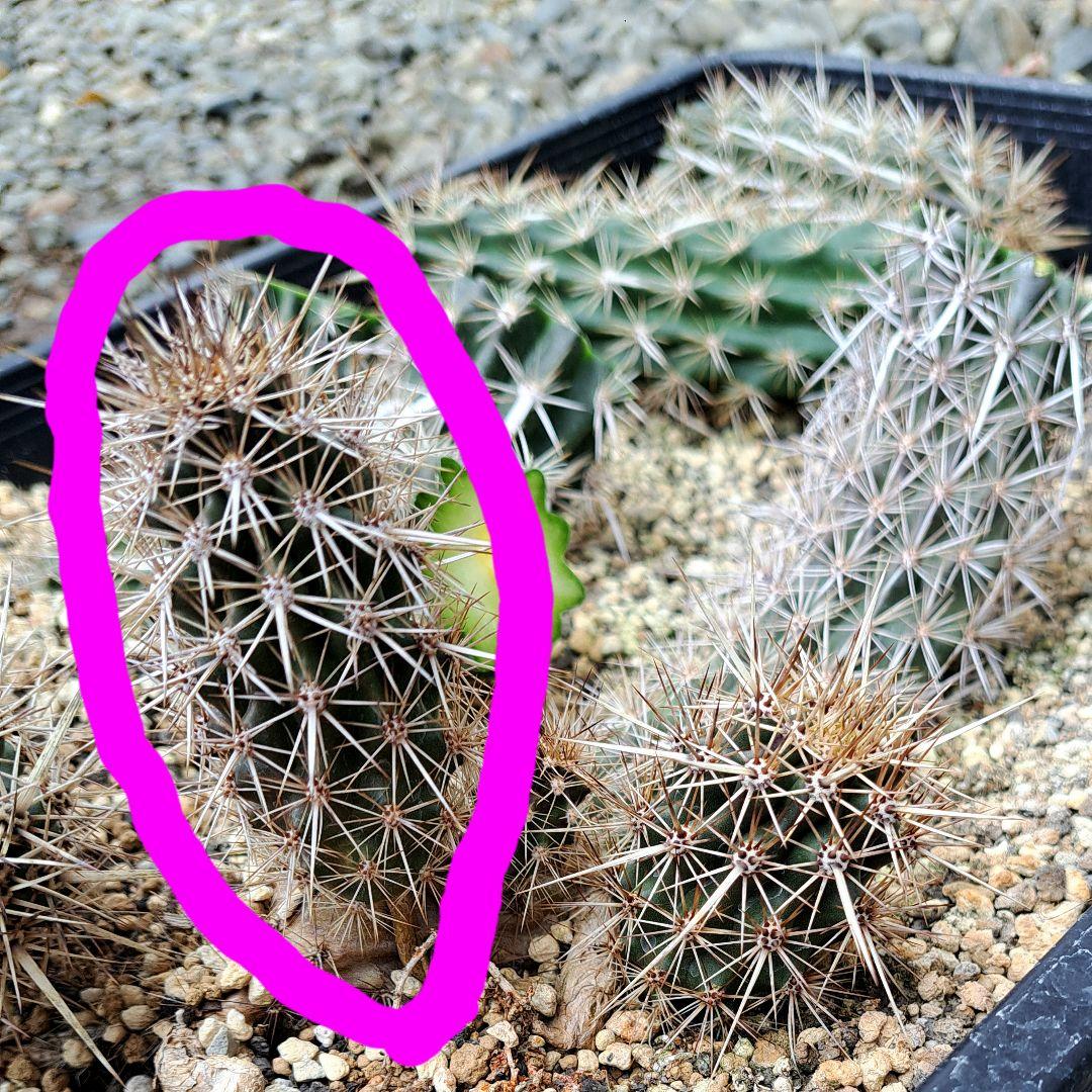 希少‼️✩.*˚ ステノケレウス エルカ (入鹿サボテン) ✩.*˚ - メルカリ