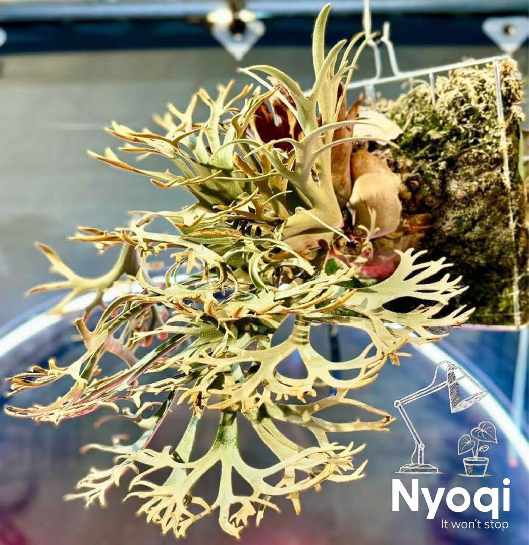 メルカリ便』P. wilinckii Golden Boy spore【90】 - メルカリ