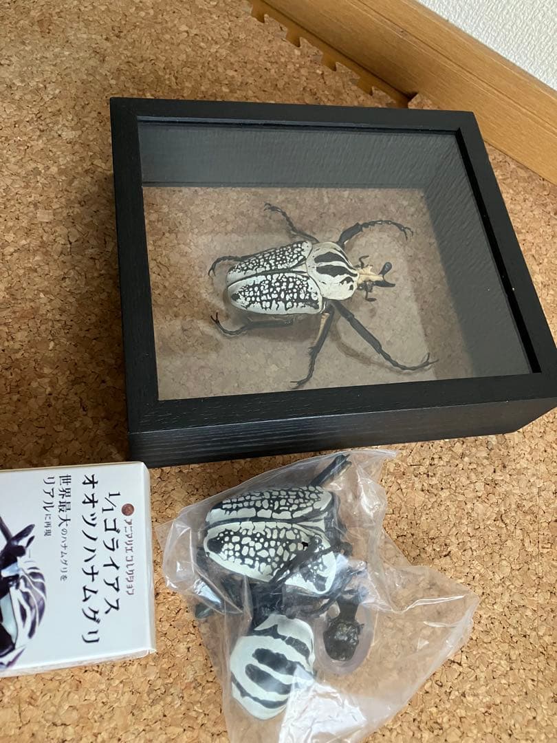 標本/ゴライアスオオツノハナムグリ/ゴライアスオリエンタリス