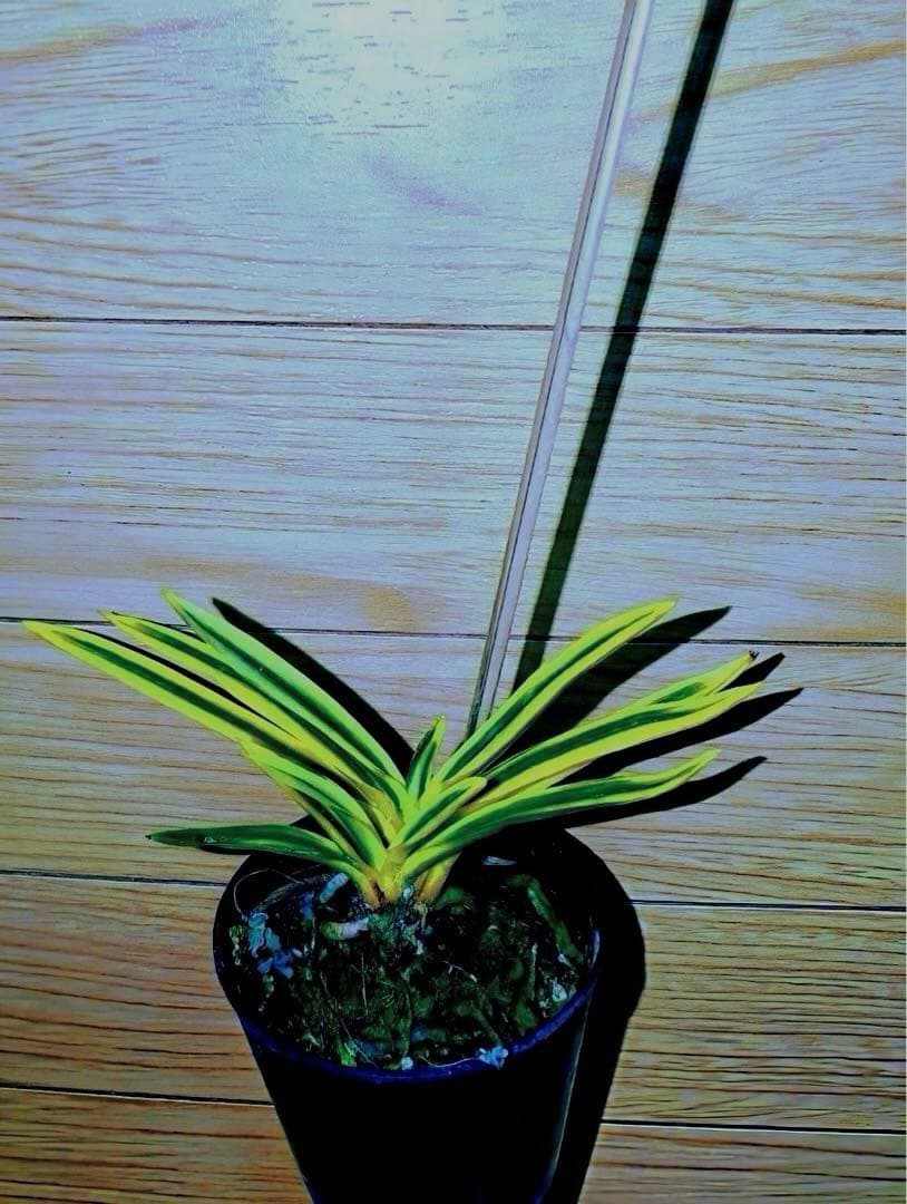 【年末特価品】富貴蘭「super八洲の月」 富貴蘭 古い品種を見直す 「大八洲」「八洲の月」「八洲縞」 | 豊の国の翁